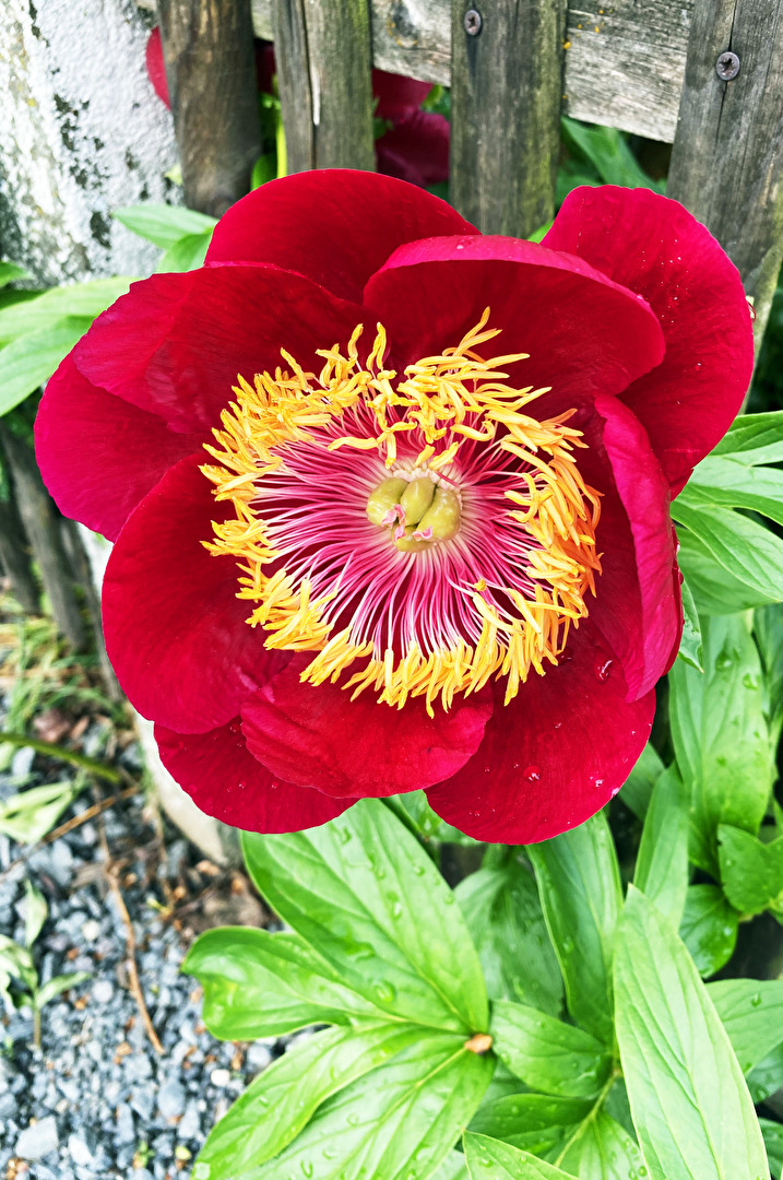 ich weiß nicht, wie die Pflanze heist...