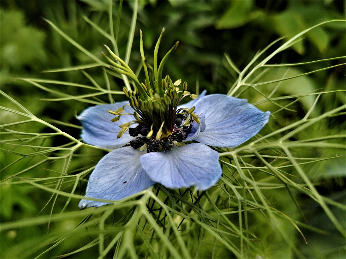 Jungfer im Grünen