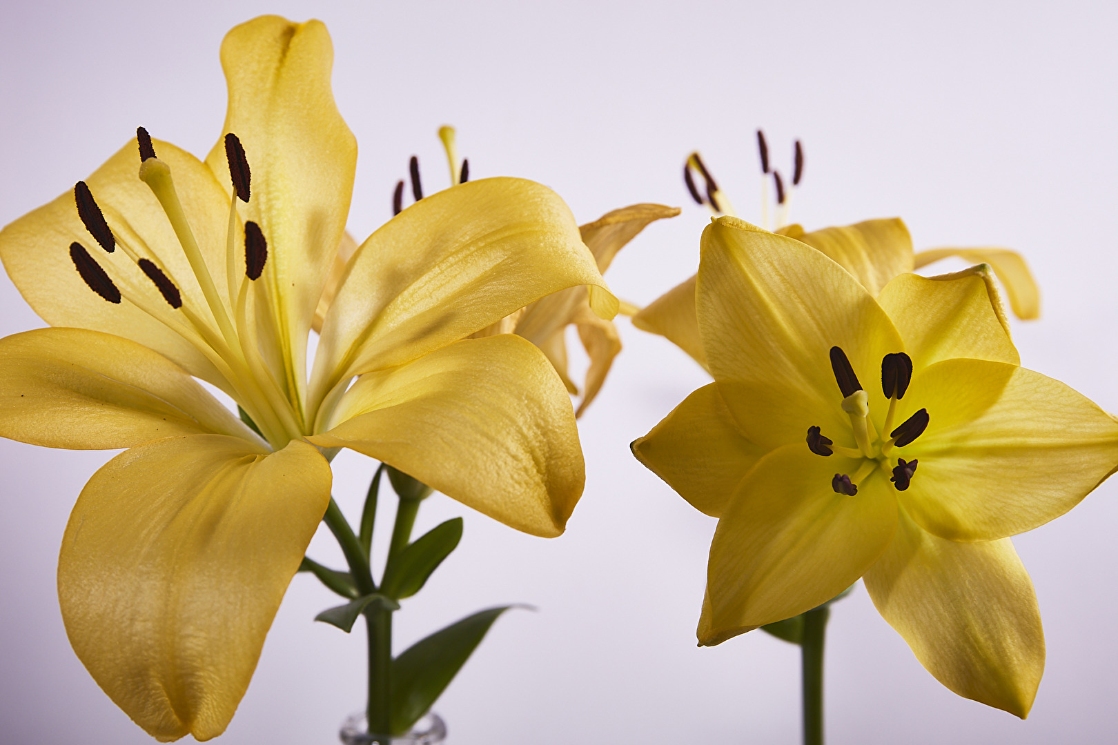 Gartenpflanzen und -blüten (allgemein)