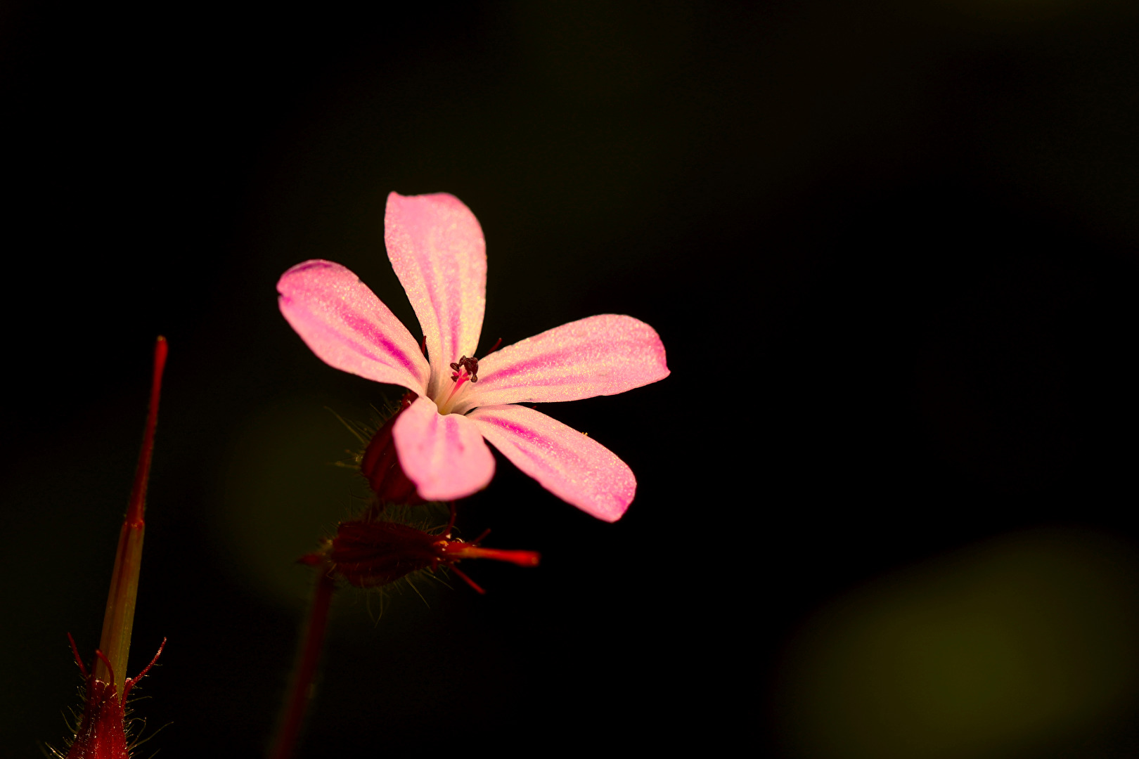 Gartenpflanzen und -blüten (allgemein)