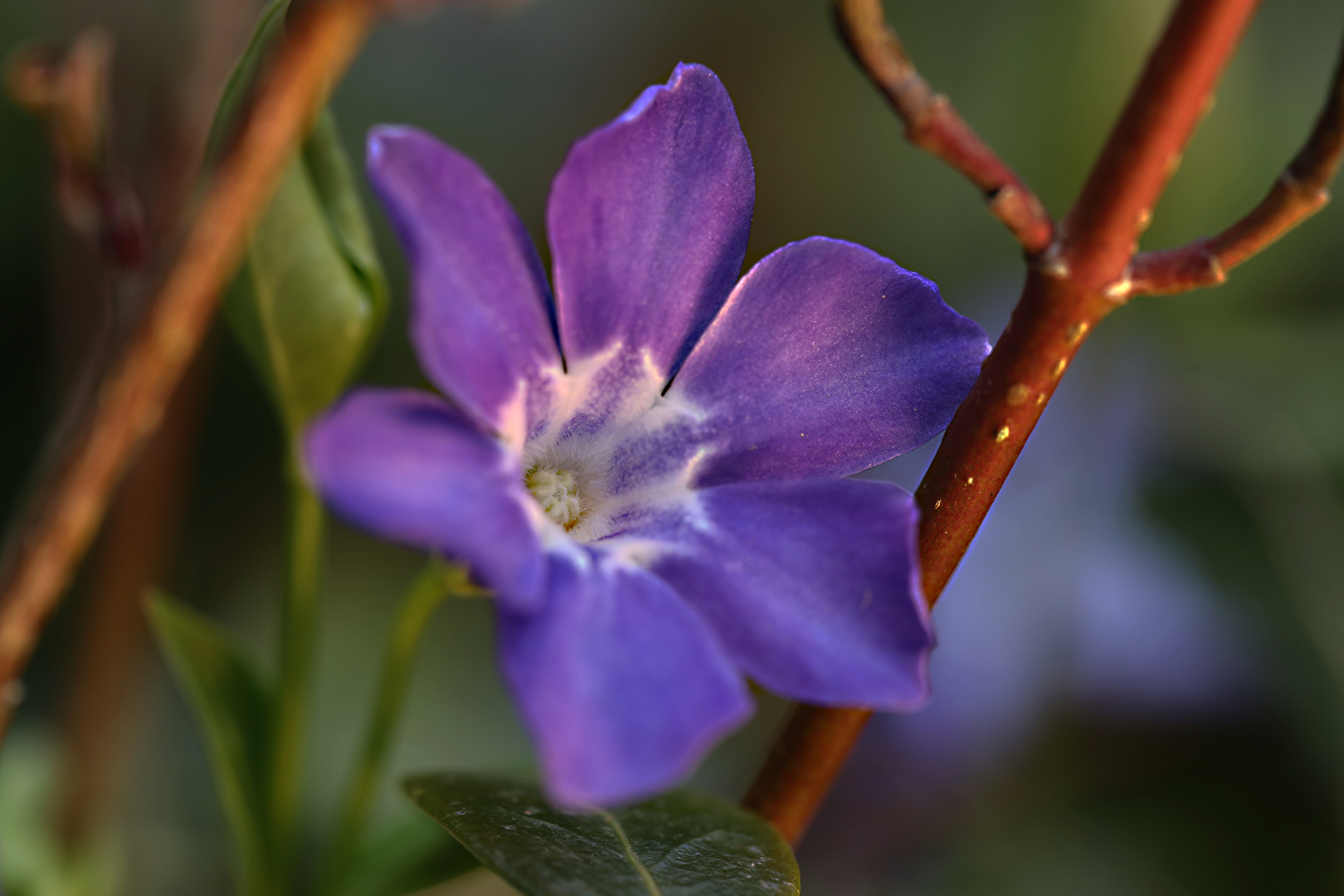 Vinca major (grosses Immergrün)