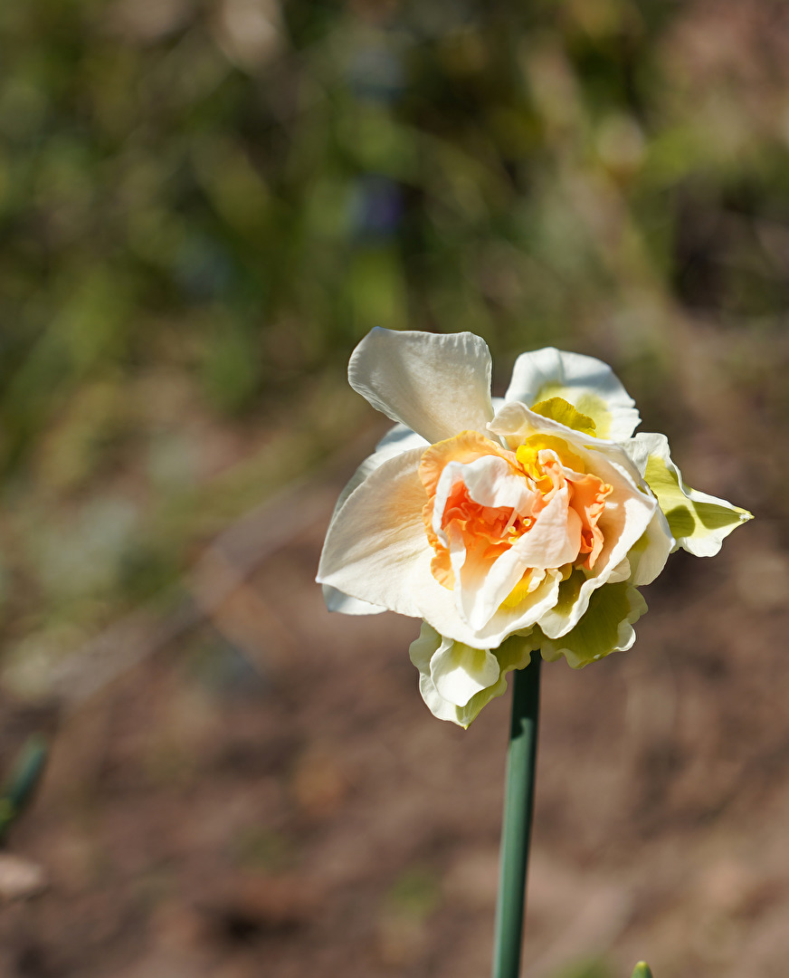 Schon fast verblüht