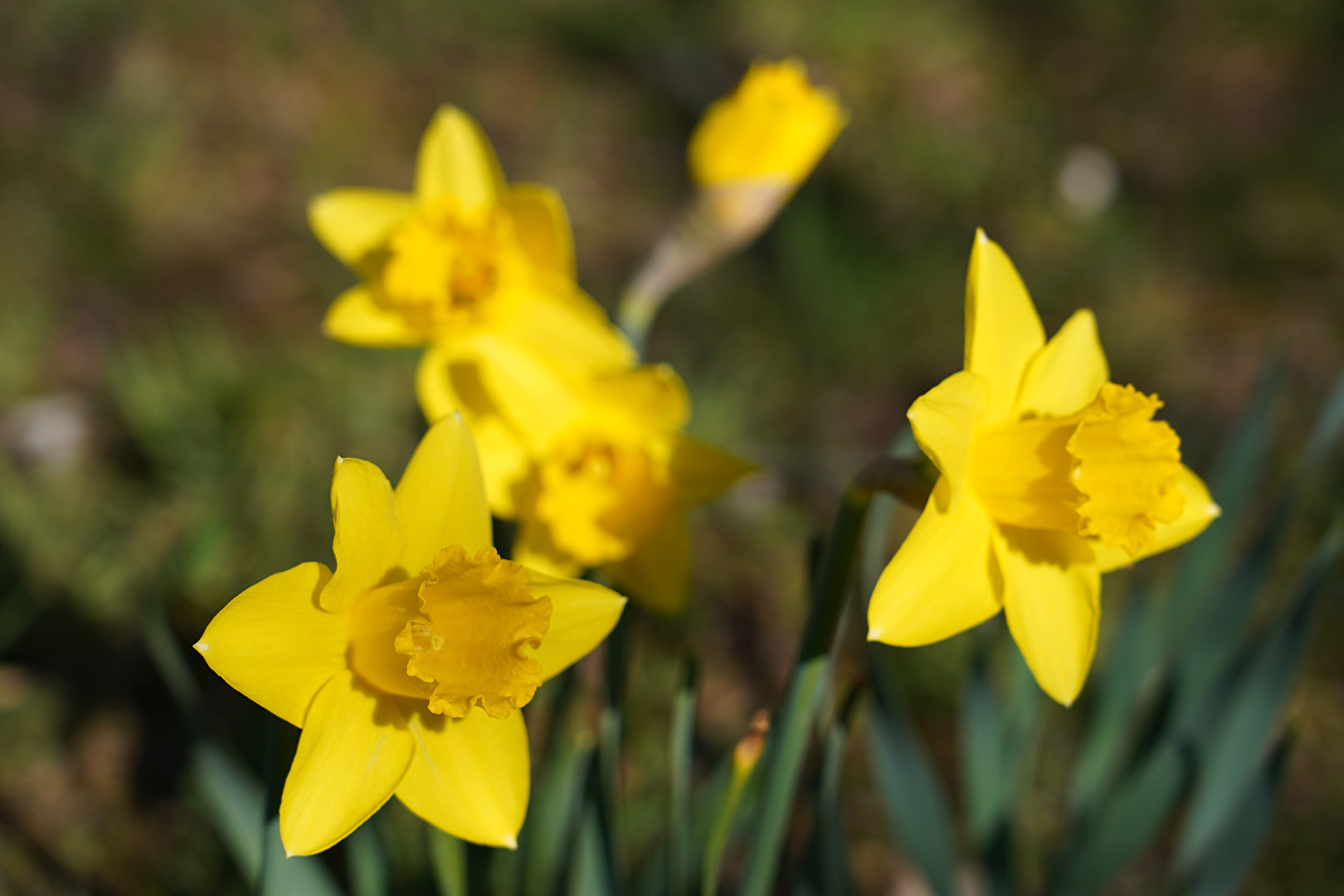 Gartenpflanzen und -blüten (allgemein)