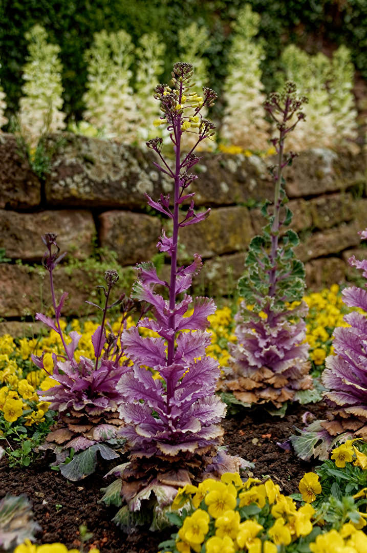 Blüten