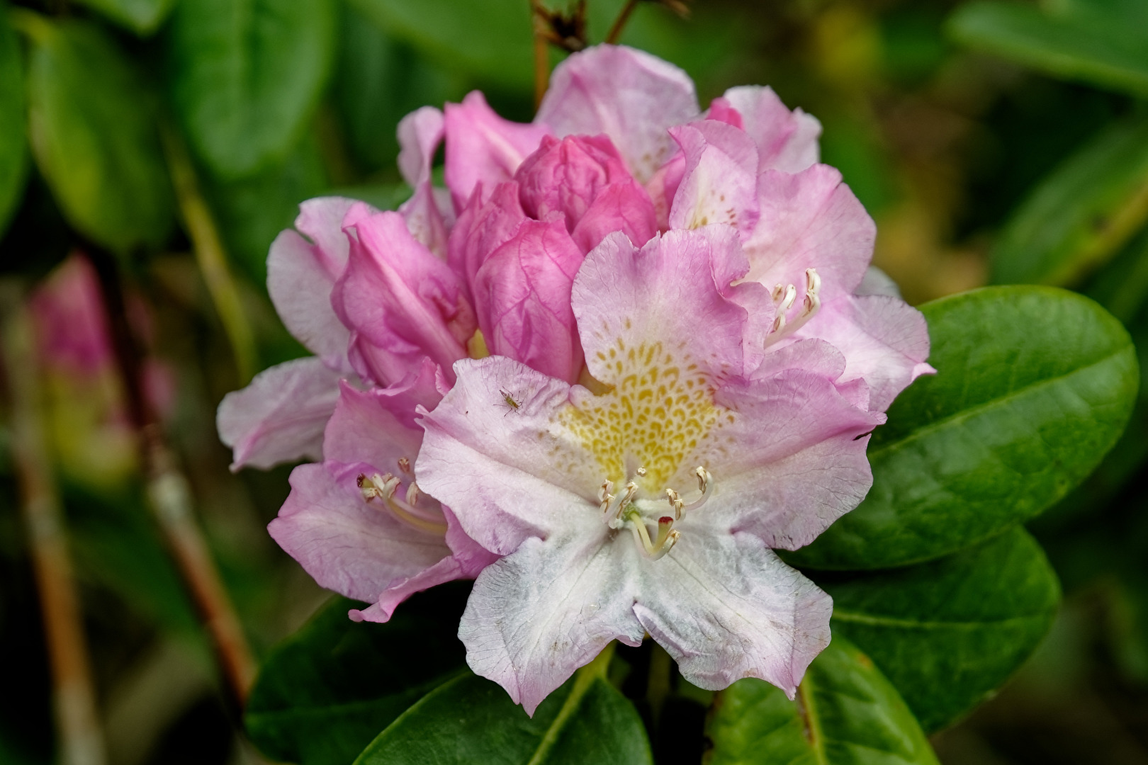 Rhododendren