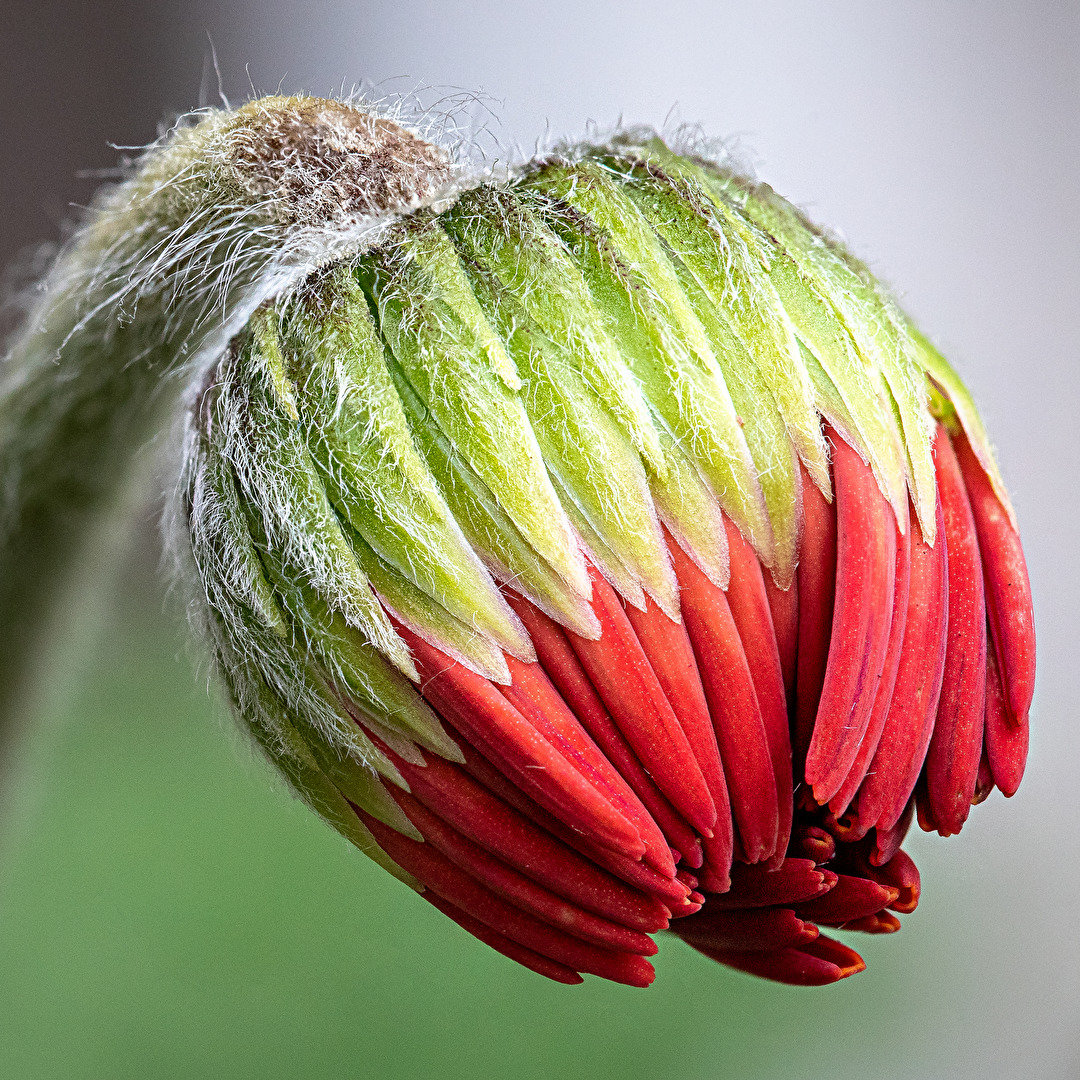 Ringelblume (glaube ich)