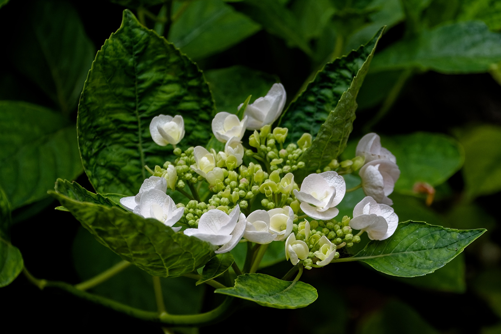 Blüten