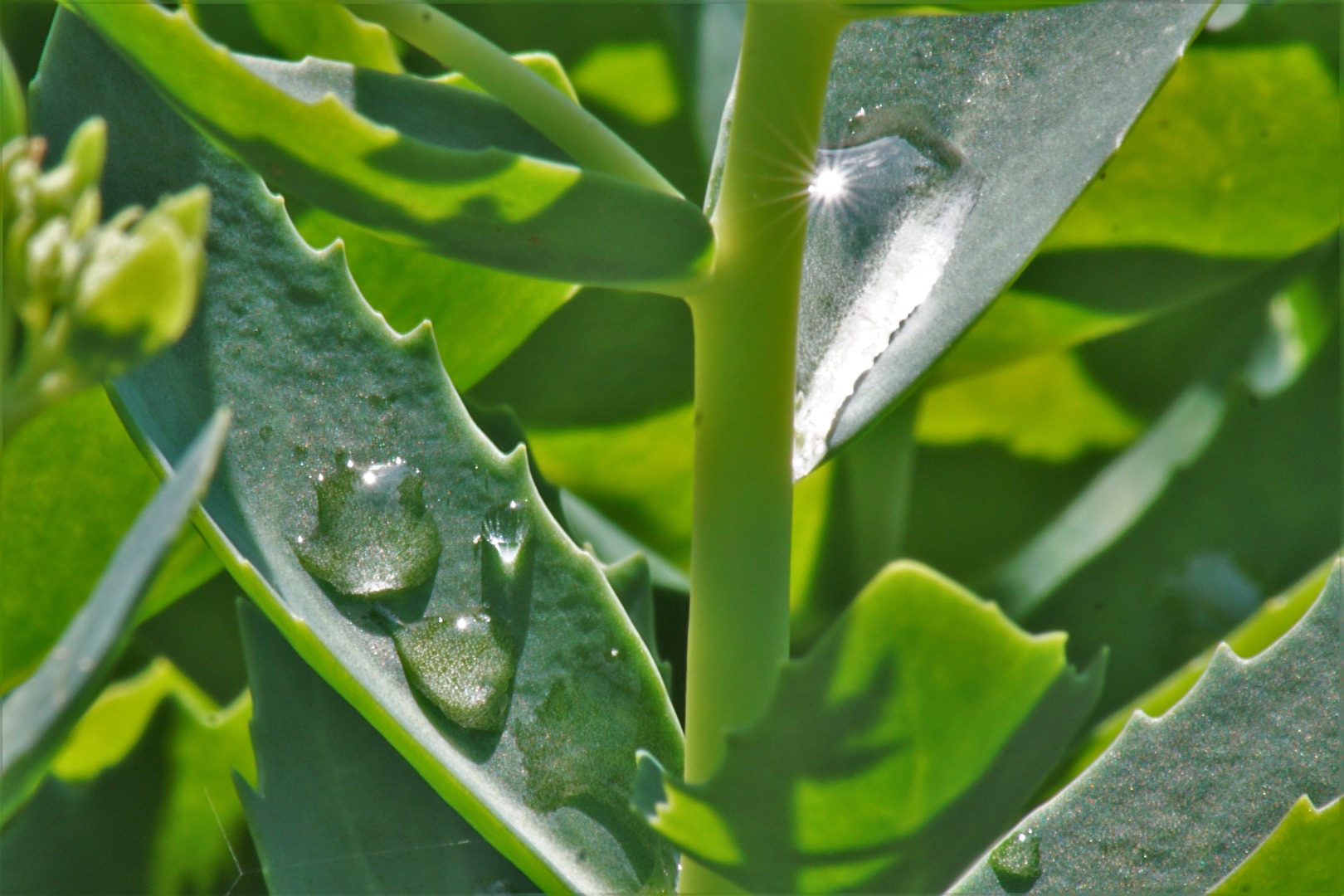 Gartenpflanzen und -blüten (allgemein)