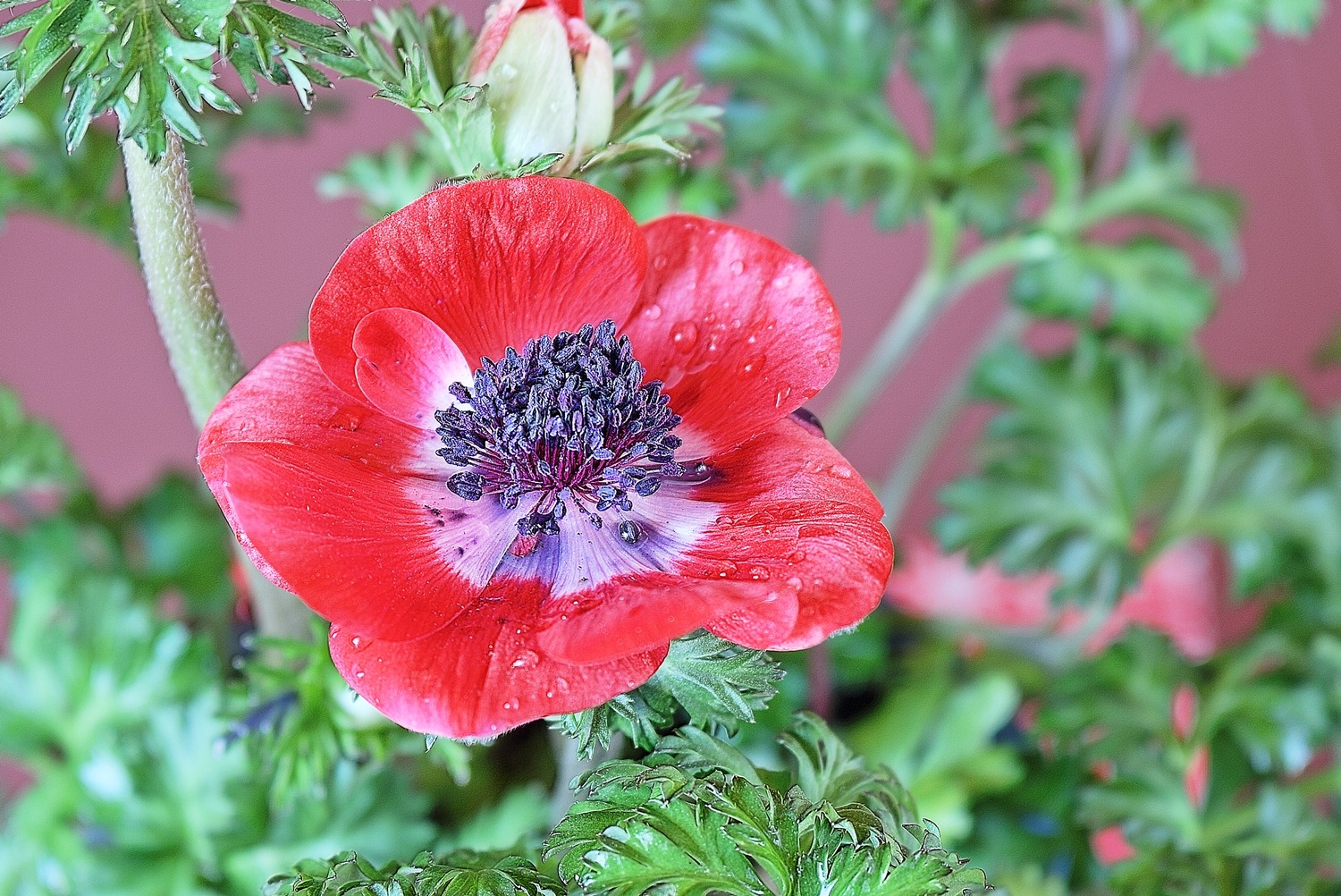 Anemonenfrühlingsbote