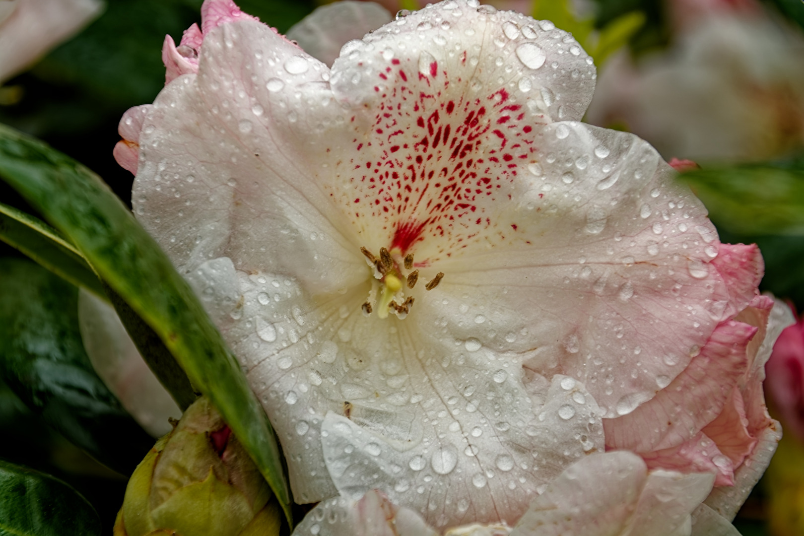 Rhododendron