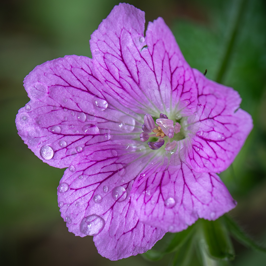 Storchschnabel nach dem Regen