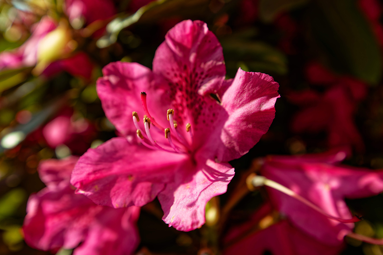 Gartenpflanzen und -blüten (allgemein)