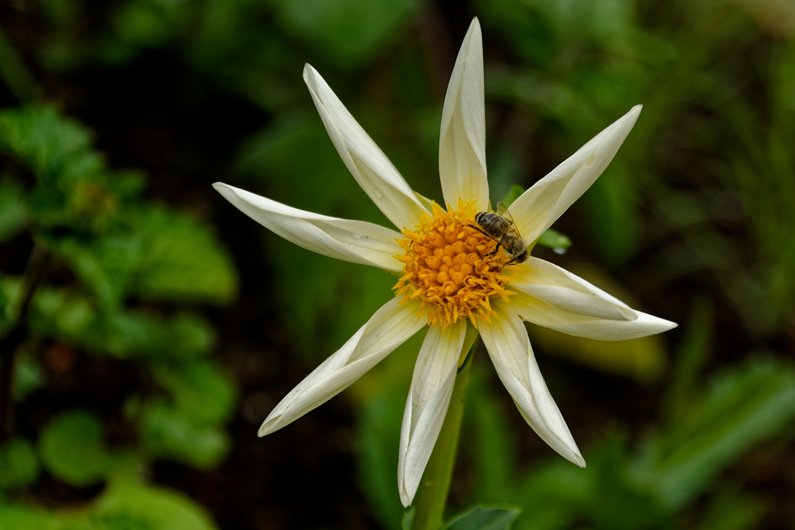 Blüte