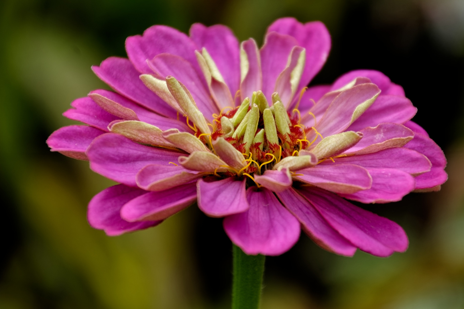 Blüte