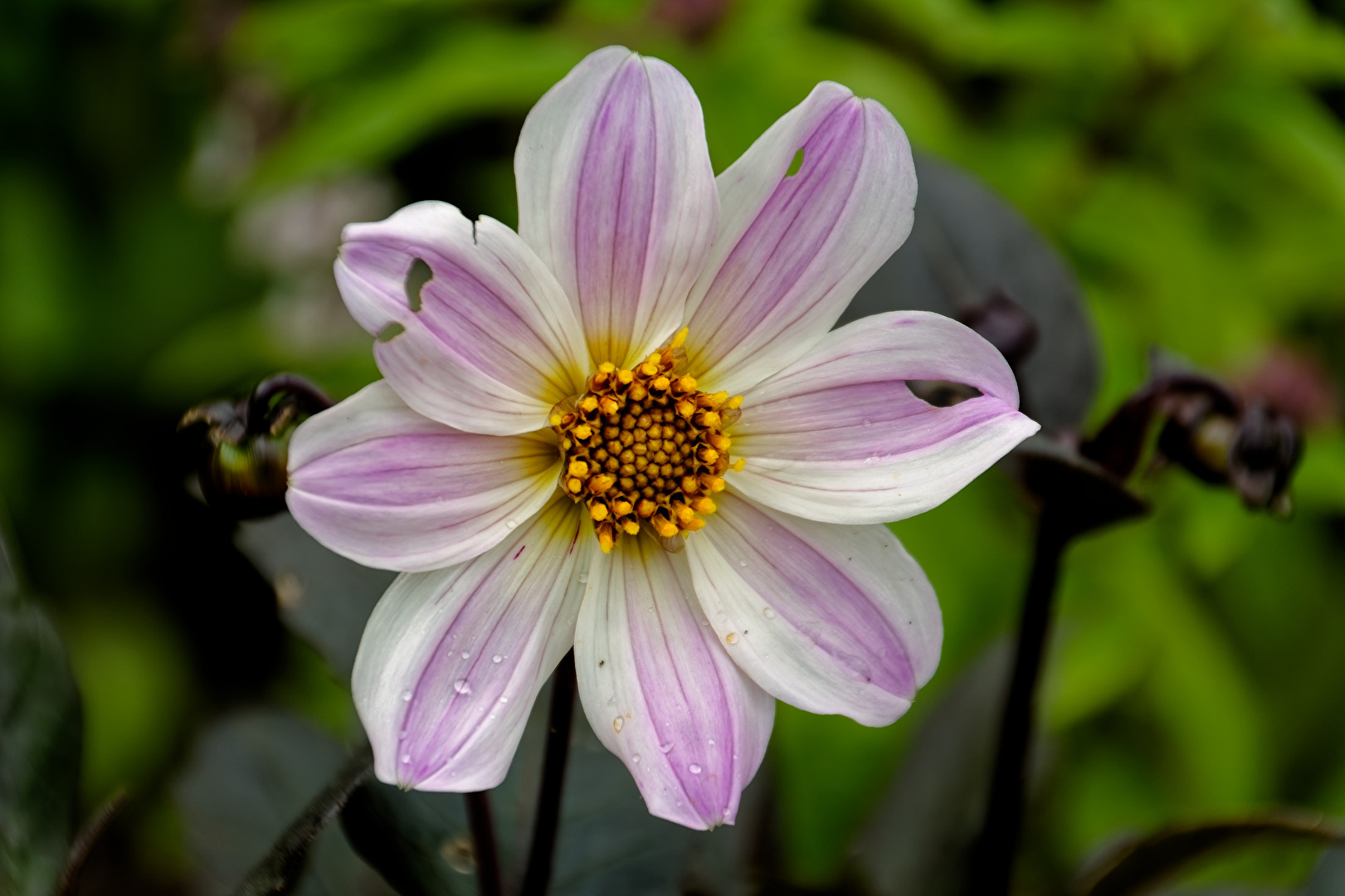 Blüte
