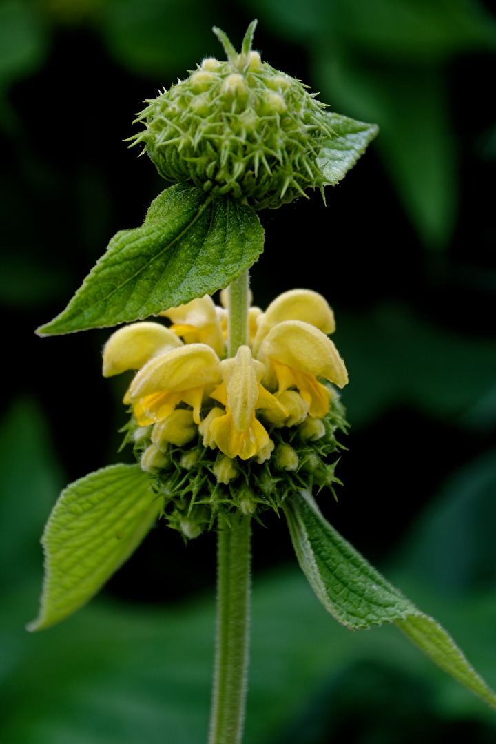 Blüte