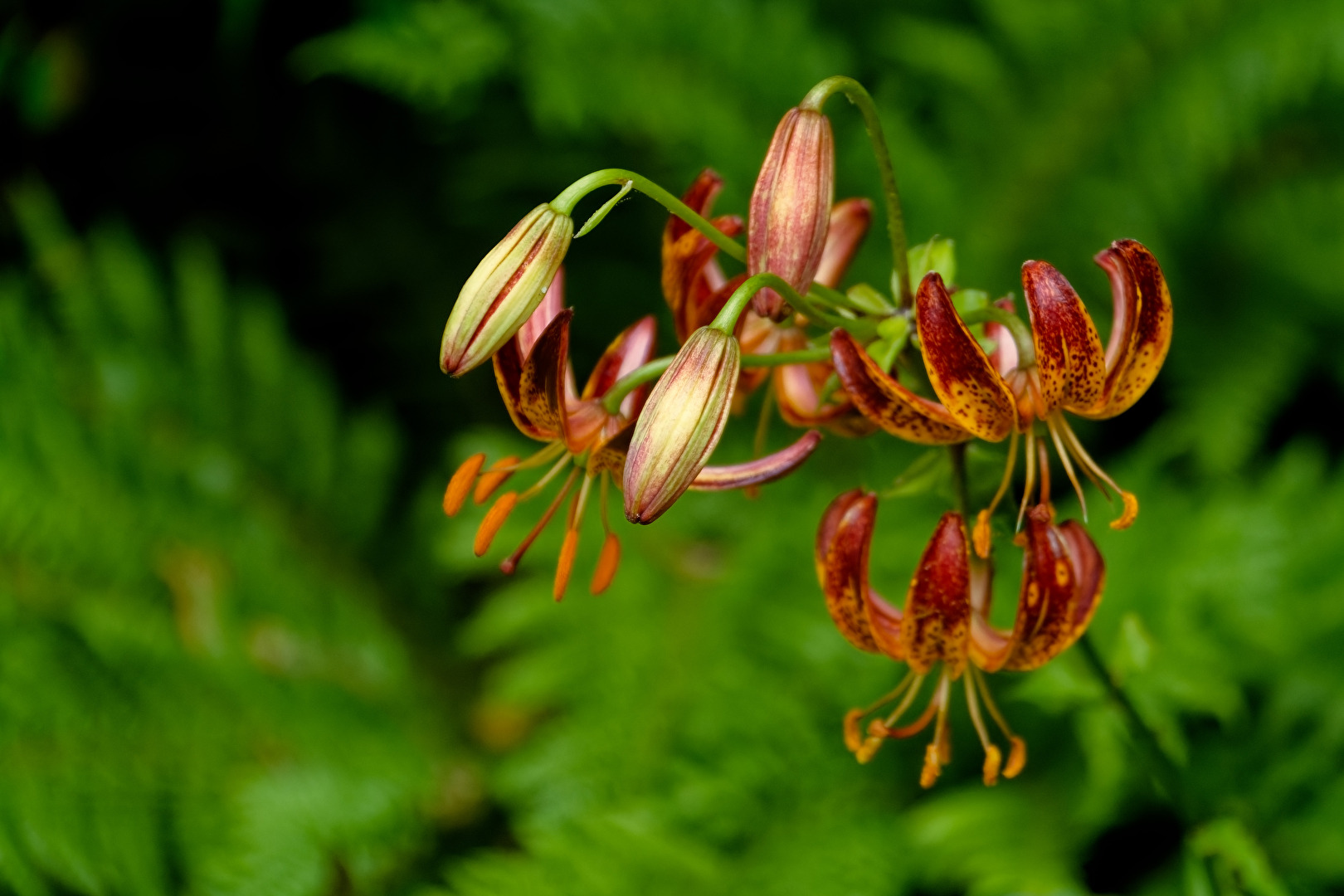 Blüten