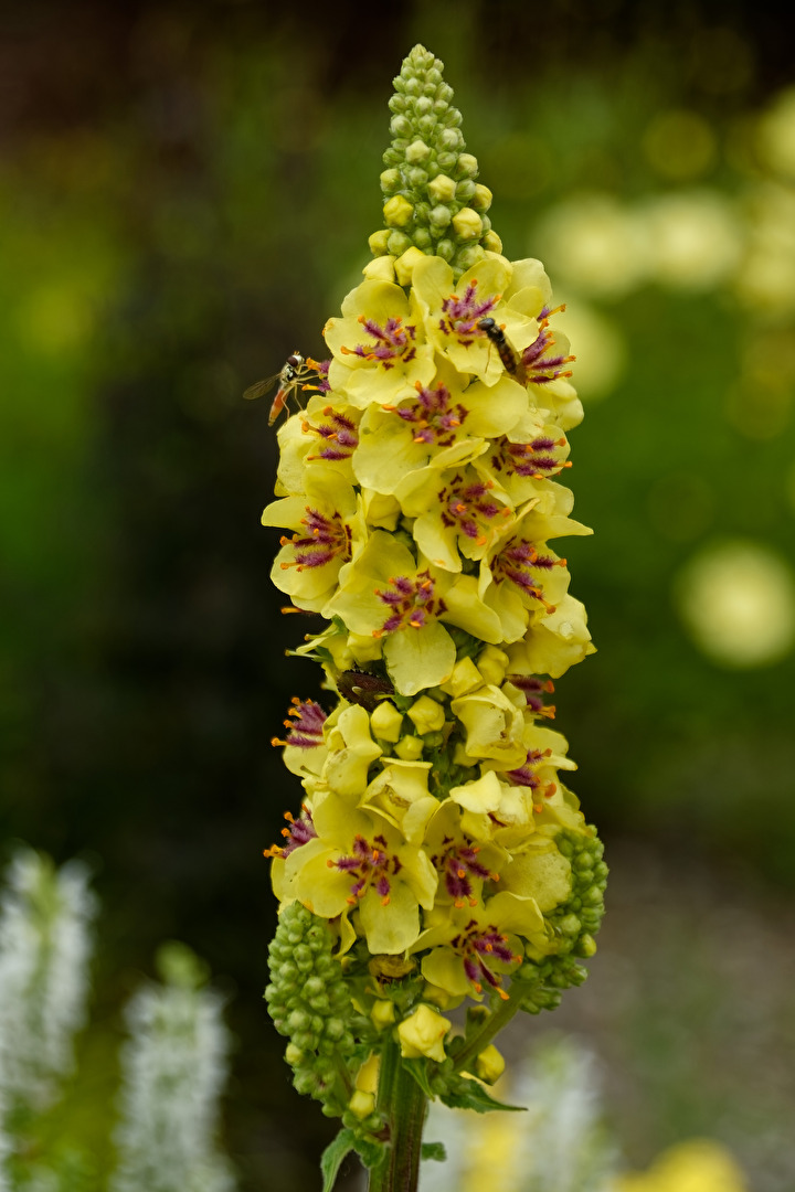 Blüten