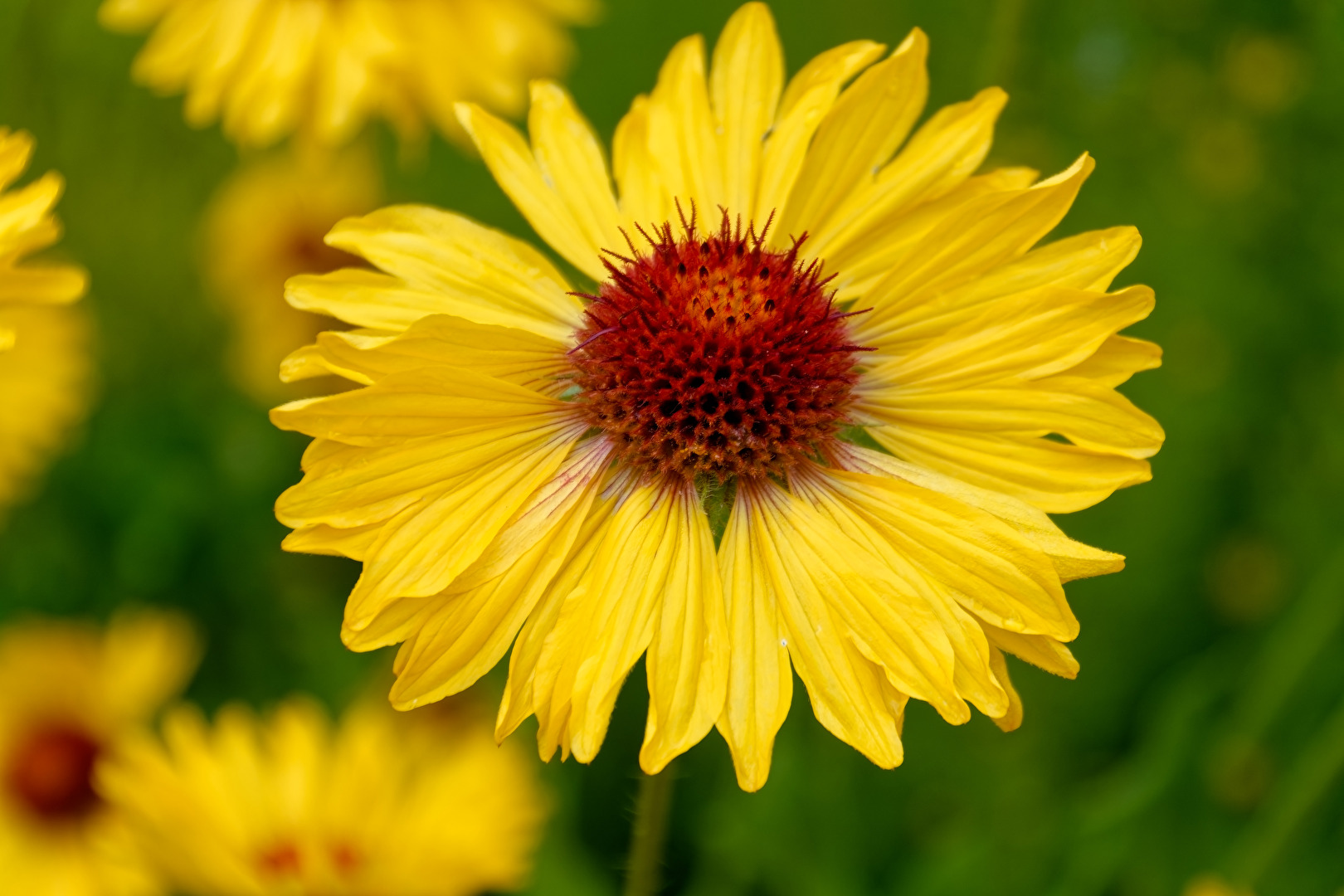 Blüte