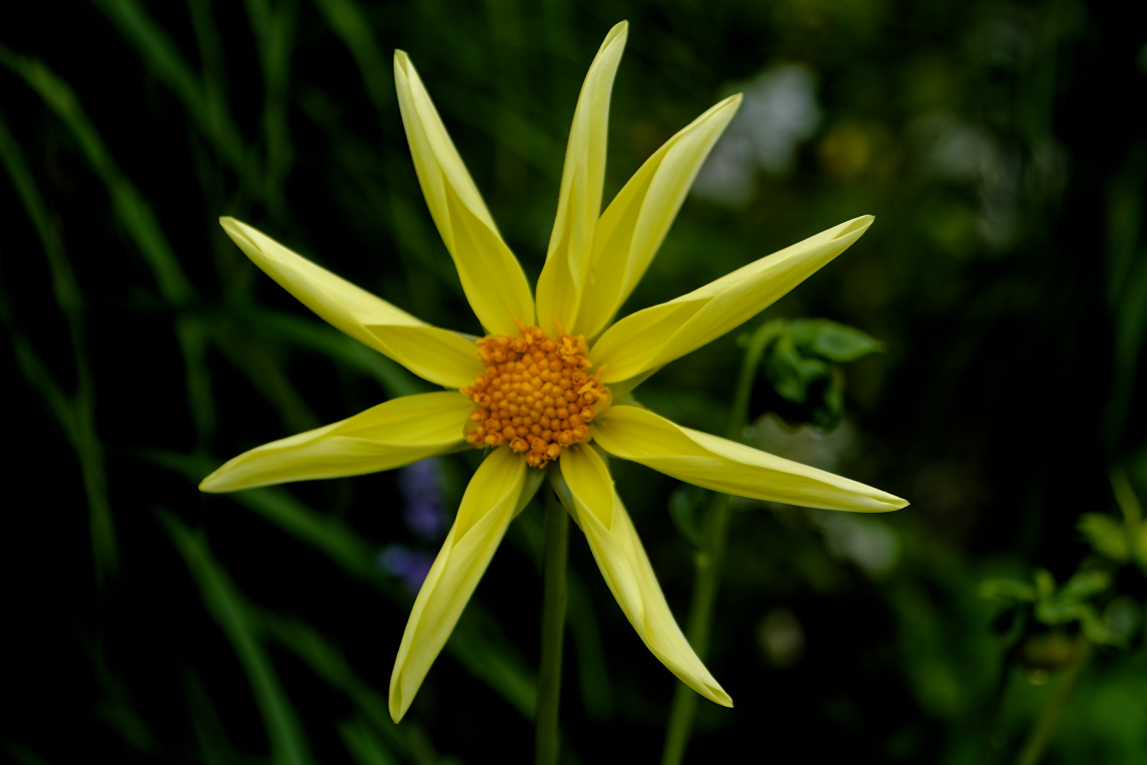 Blüte
