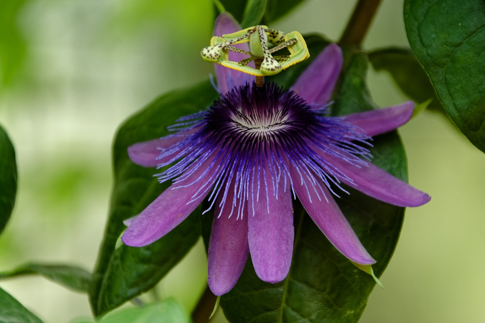 Blüte