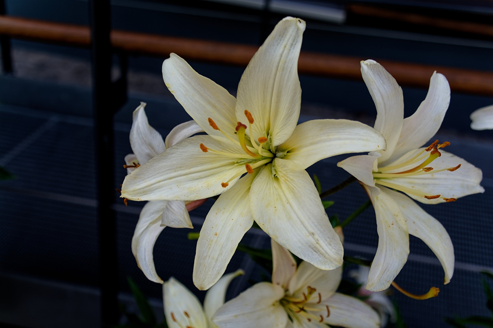 Blüten