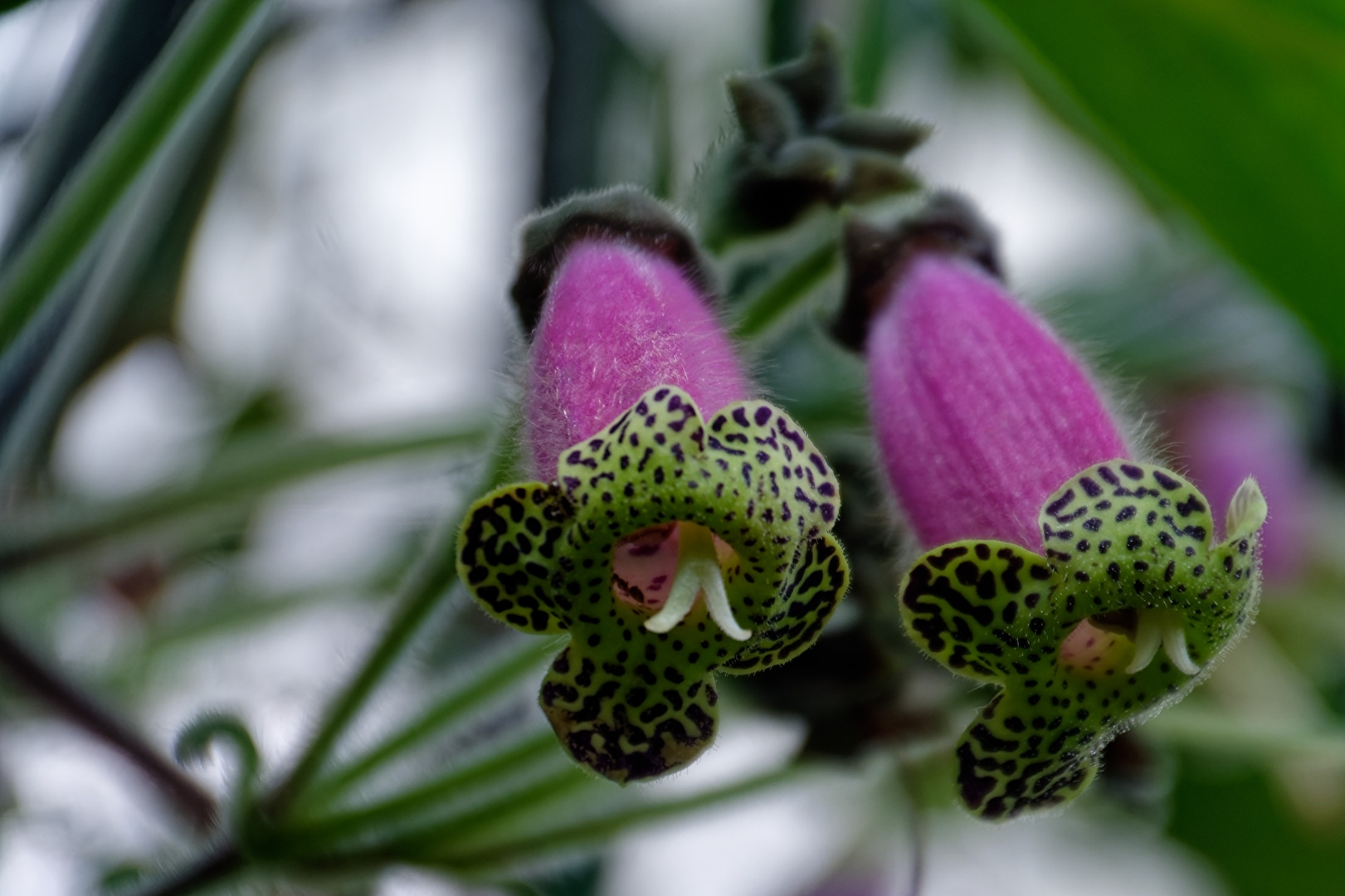 Blüten