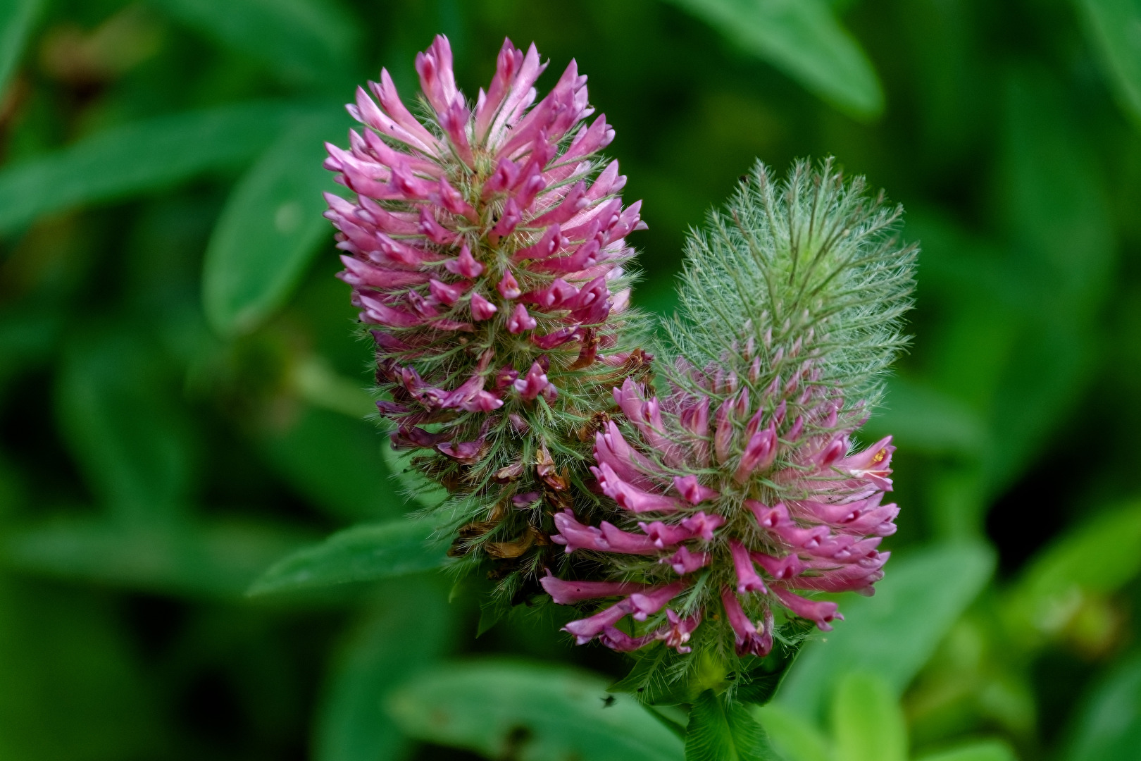 Blüten