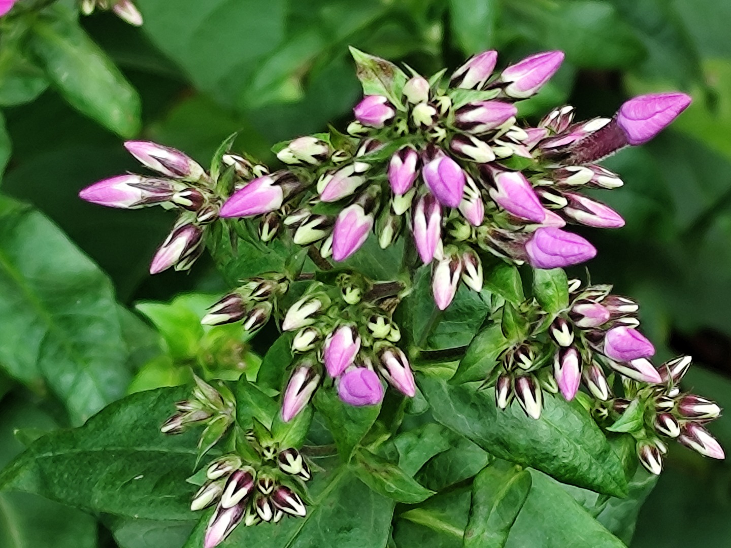 Phlox