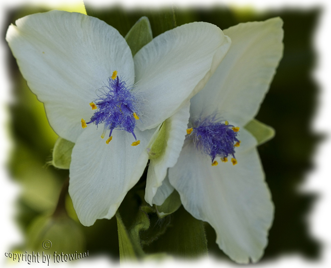 Dreimasterblume