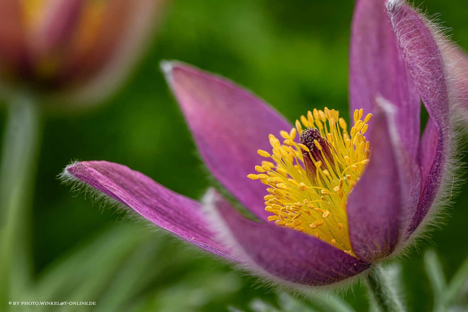 Küchenschelle im heimischen Garten