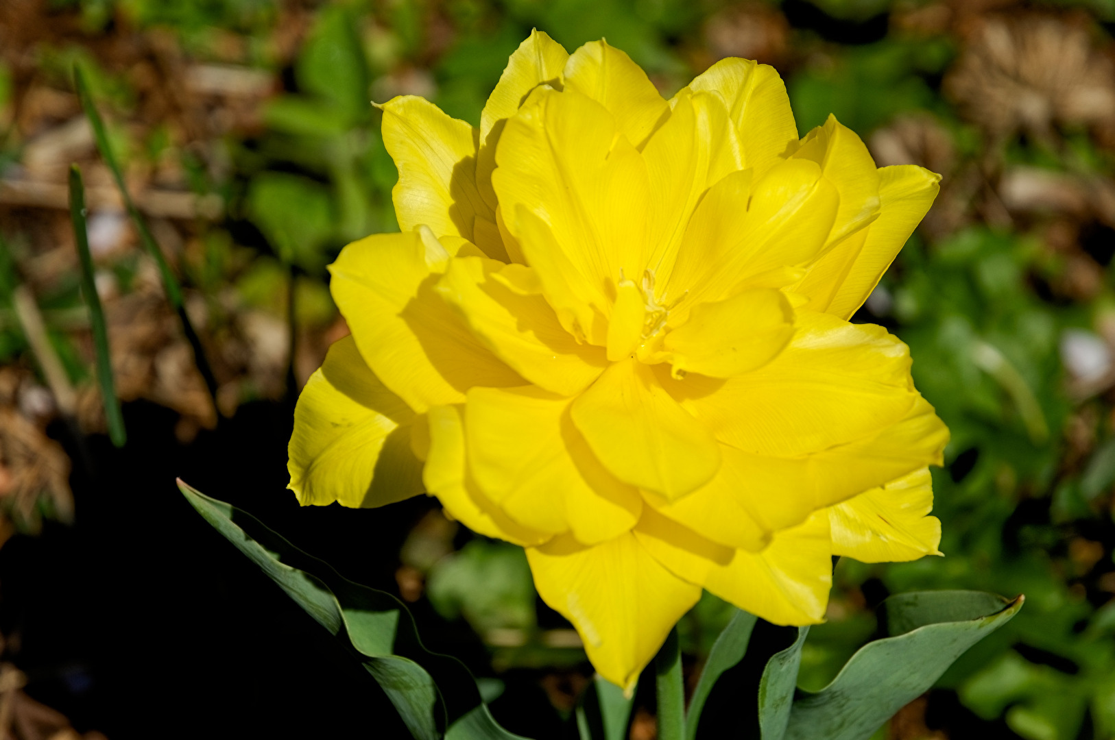 Blüte