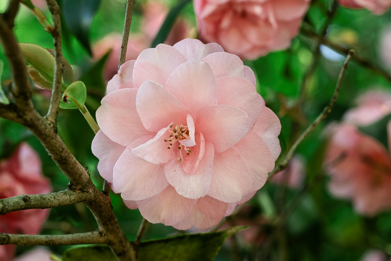 Gartenpflanzen und -blüten (allgemein)