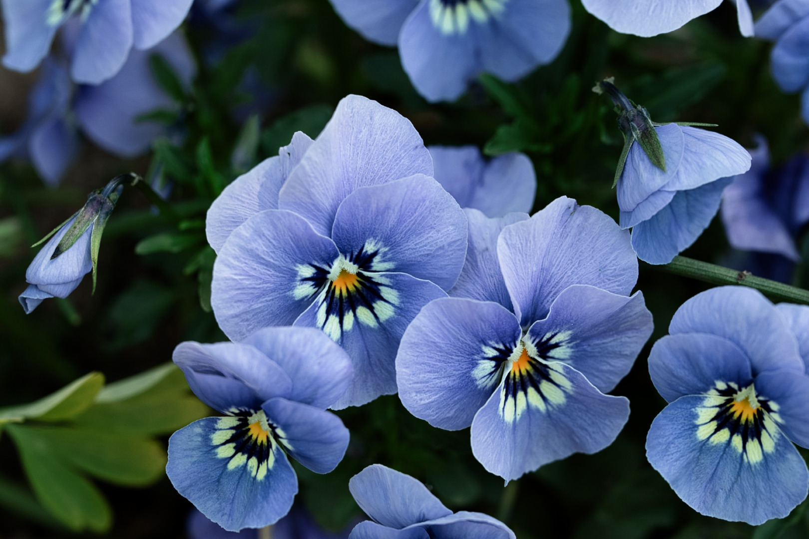 Blüten in unterschiedlichen Stadien