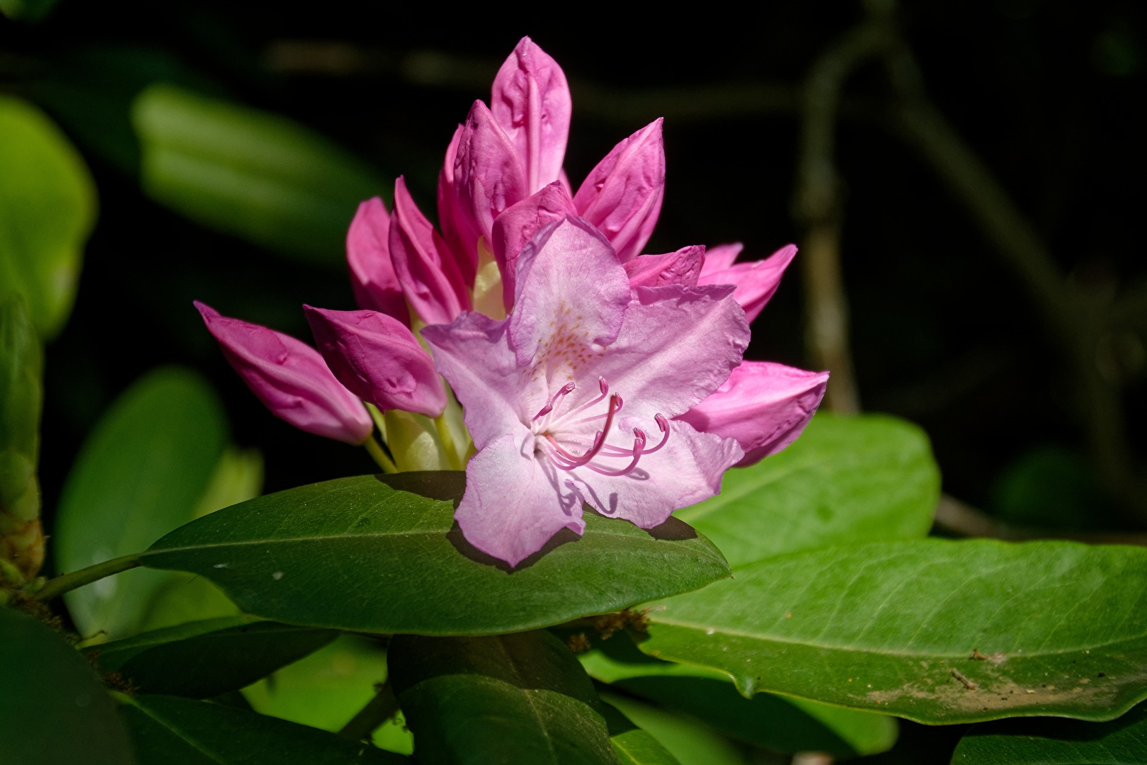 Rhododendron