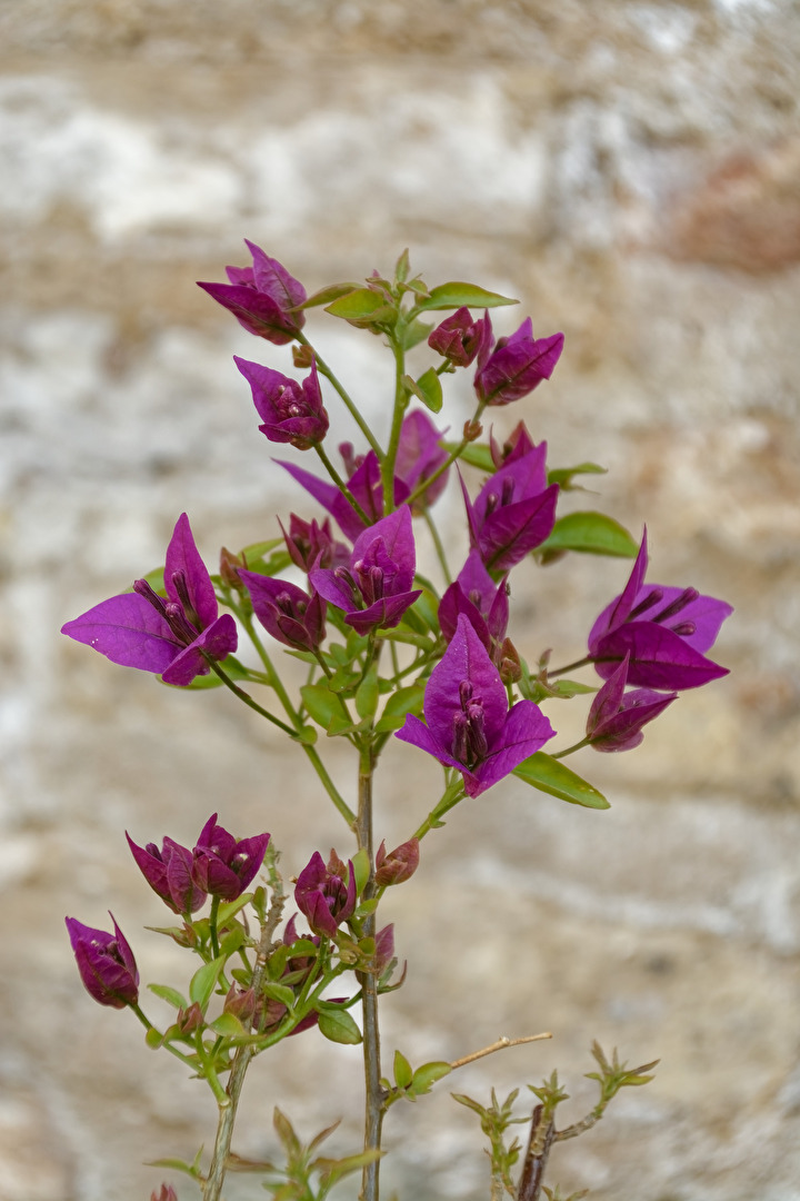 Blüten