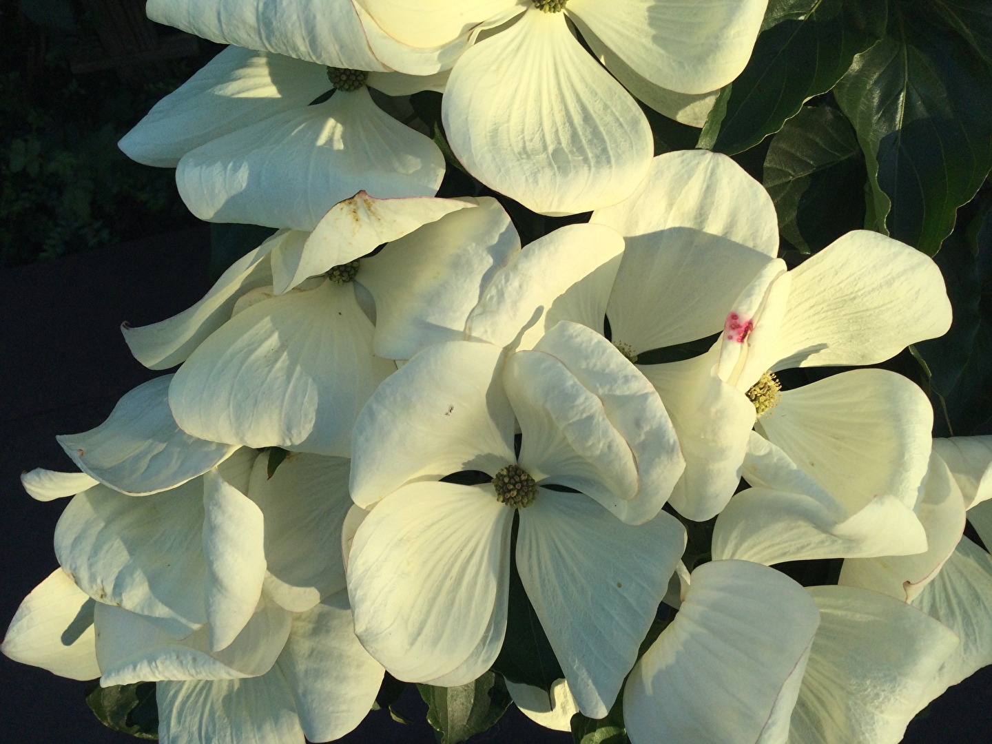 Cornus Venus