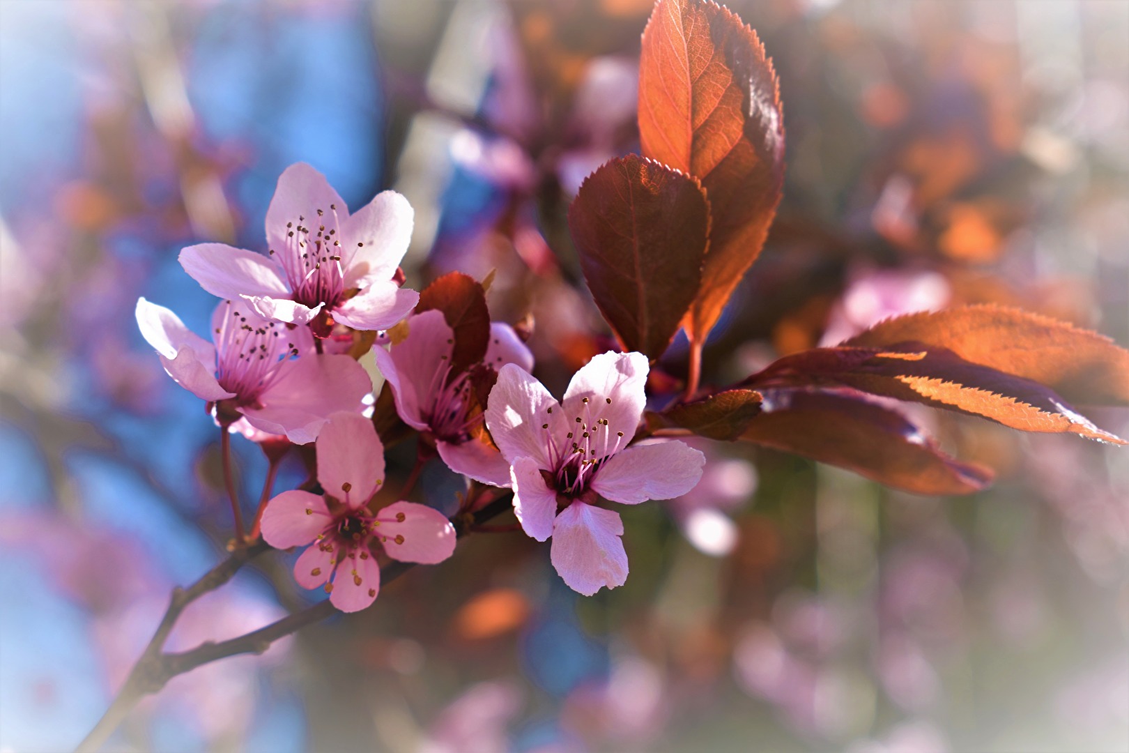 Gartenpflanzen und -blüten (allgemein)