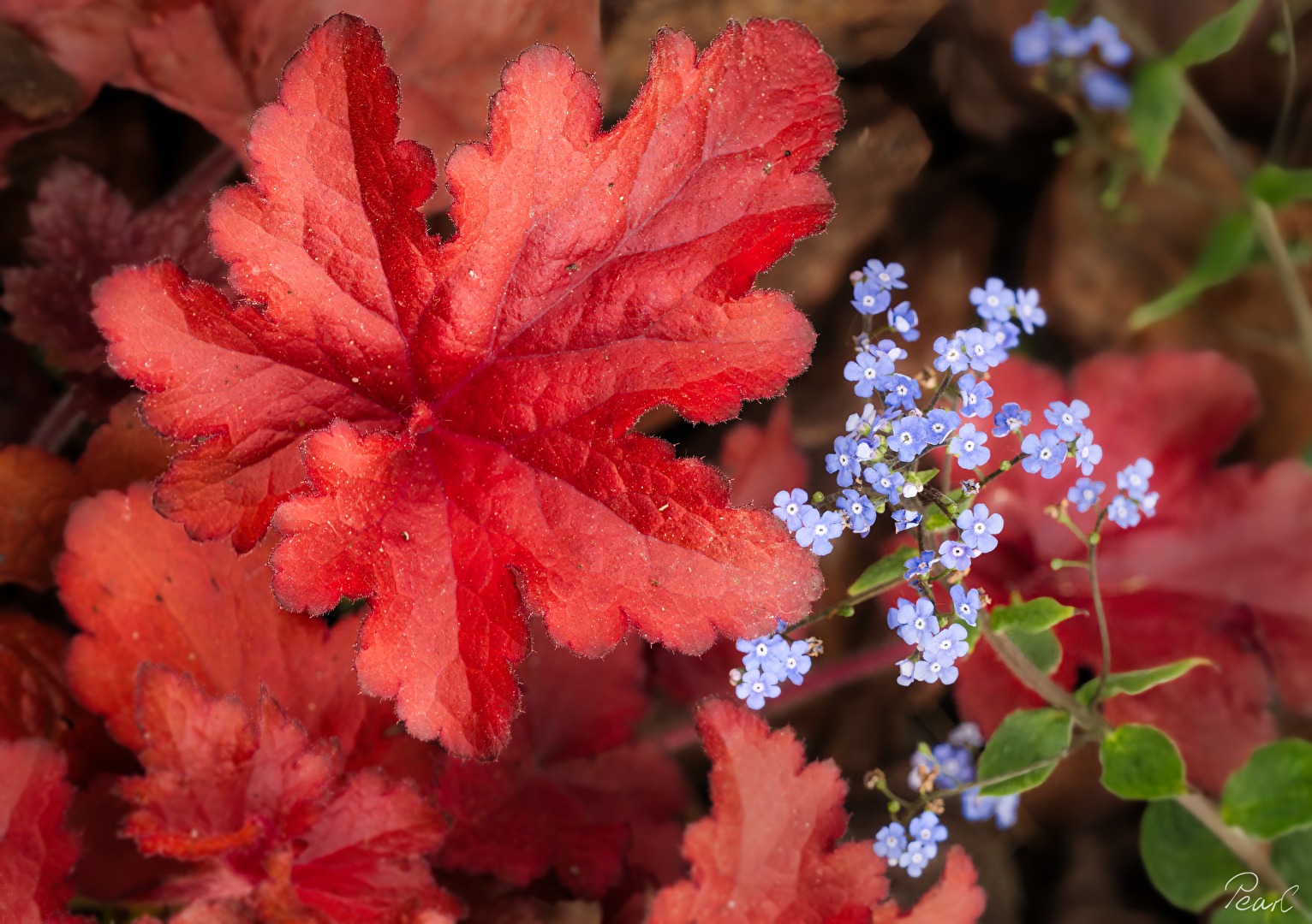 Farben in meinem Garten