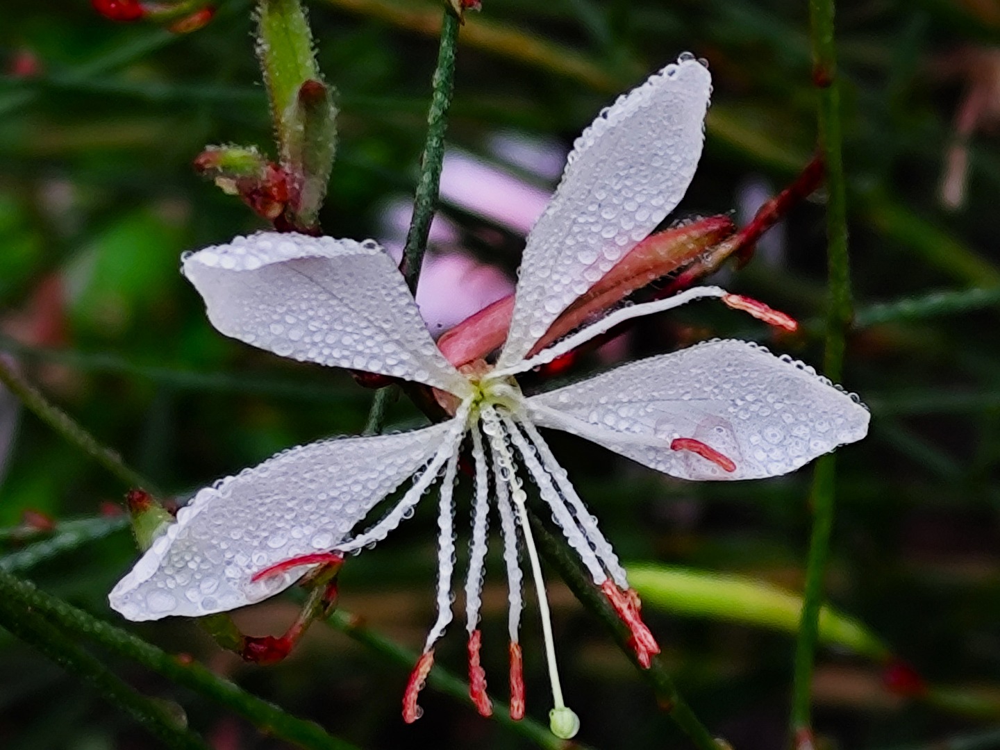 Gaura