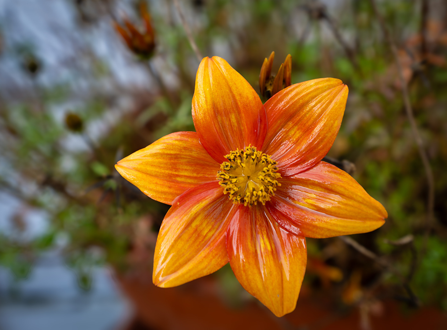 Die letzte "Goldmarie" gibt noch einmal alles!