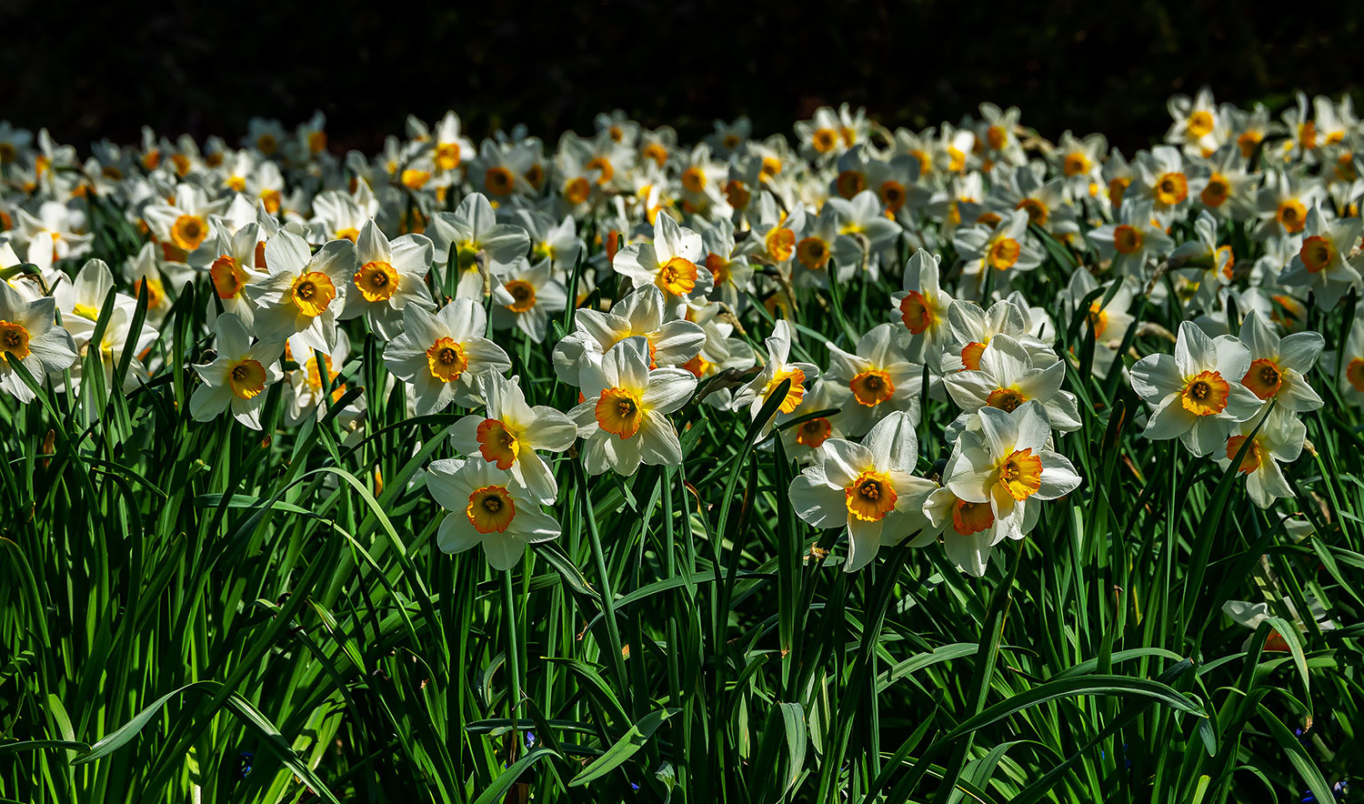 Narzissen