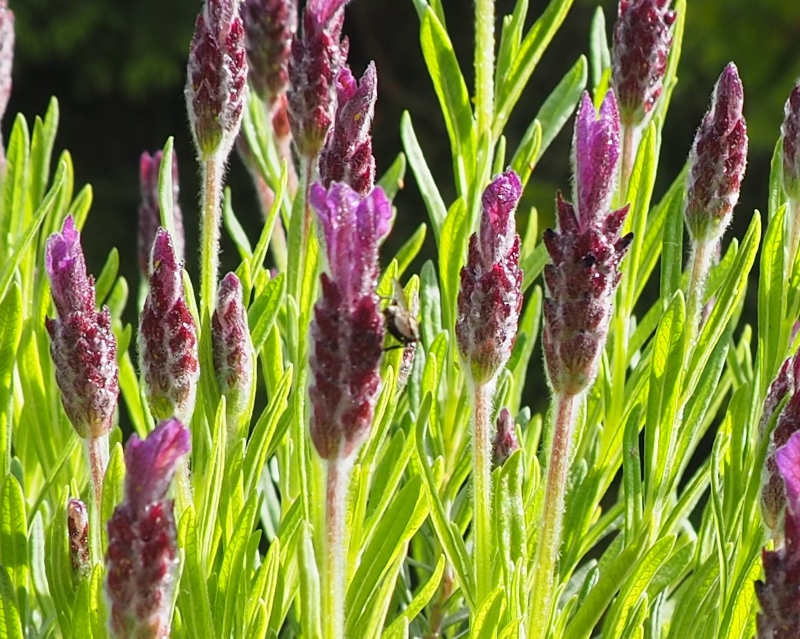 Lavendel mit Fliege