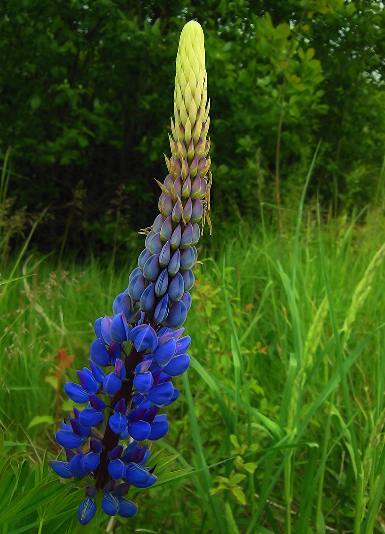 Lupine