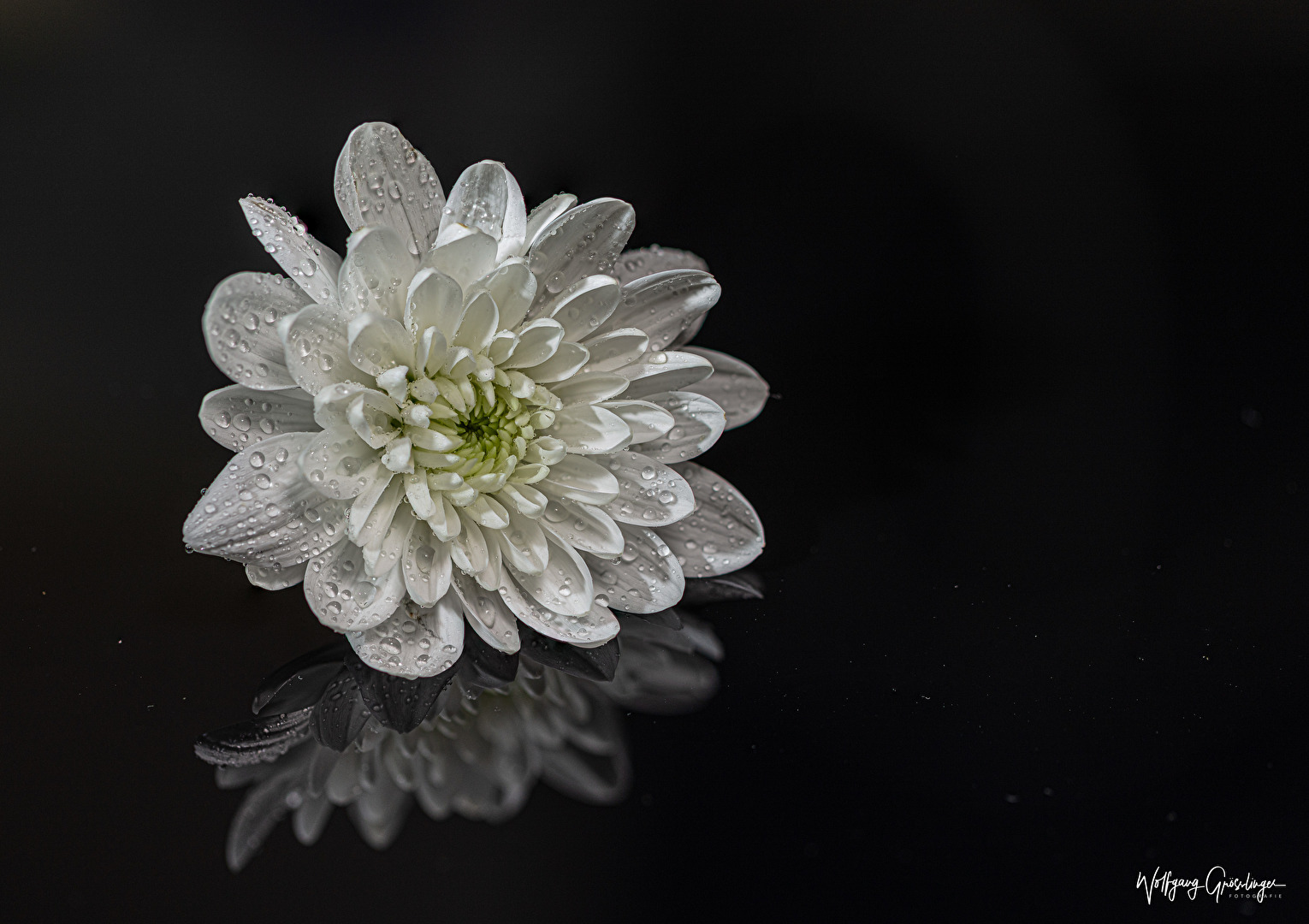 Die weisse Gerbera