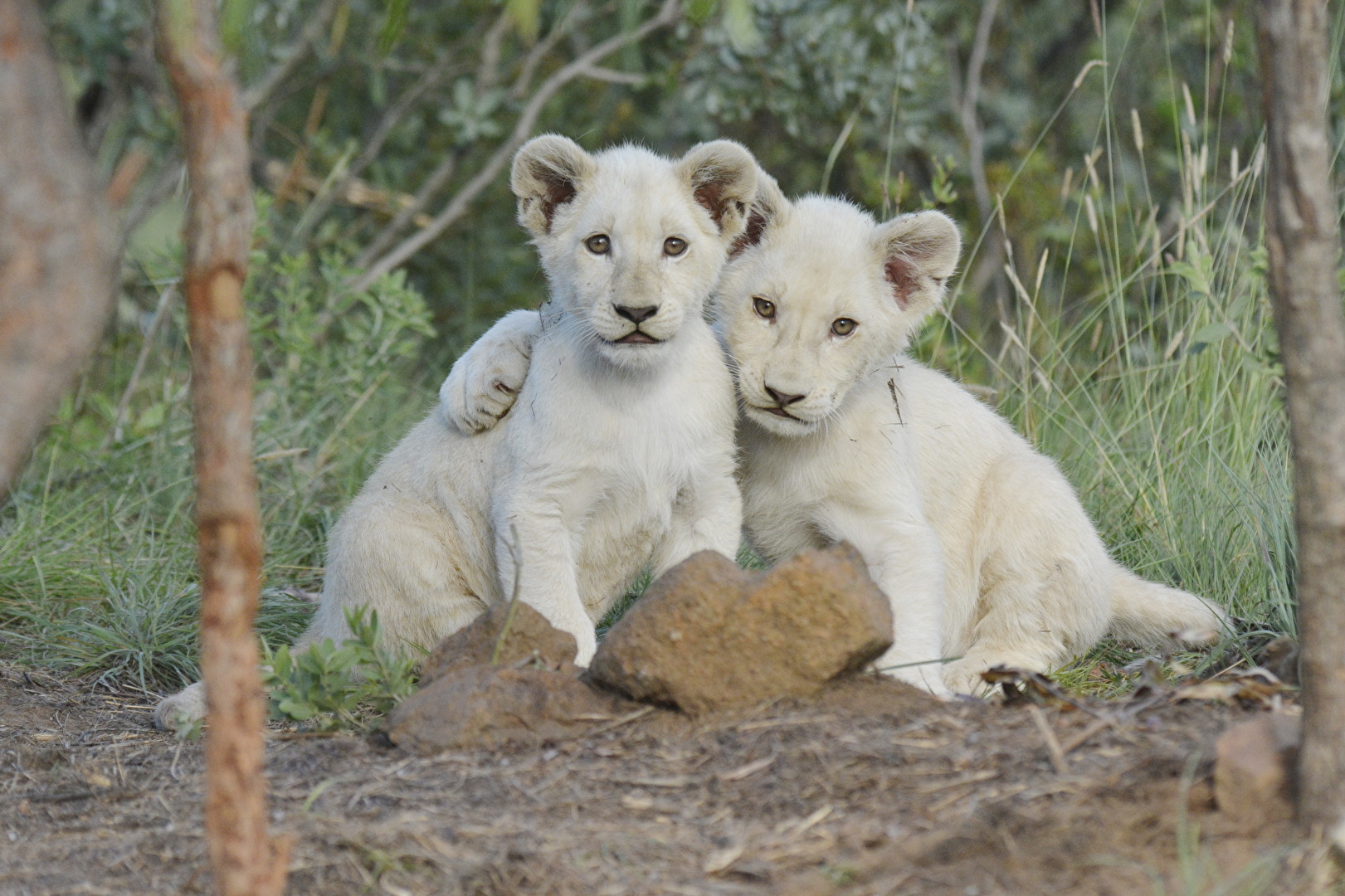 White Lion Cubs