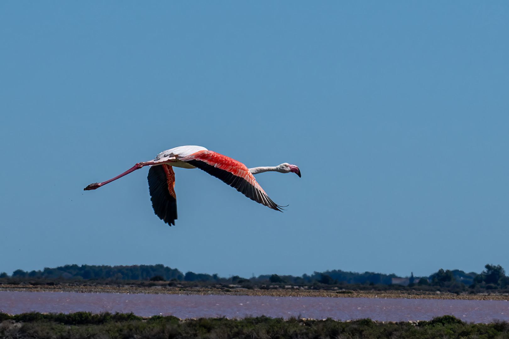 Flamant rose