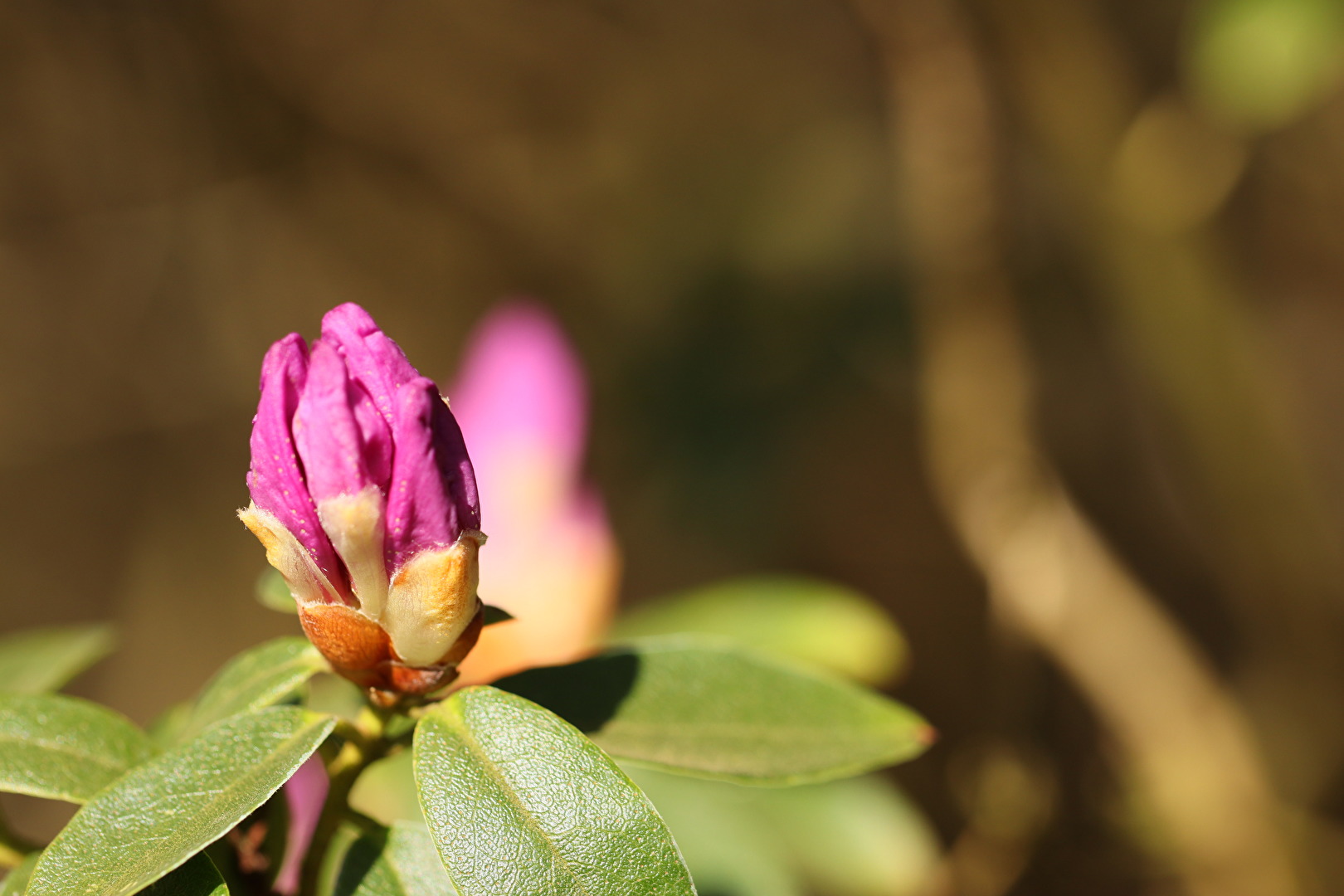 Rhododendronpark