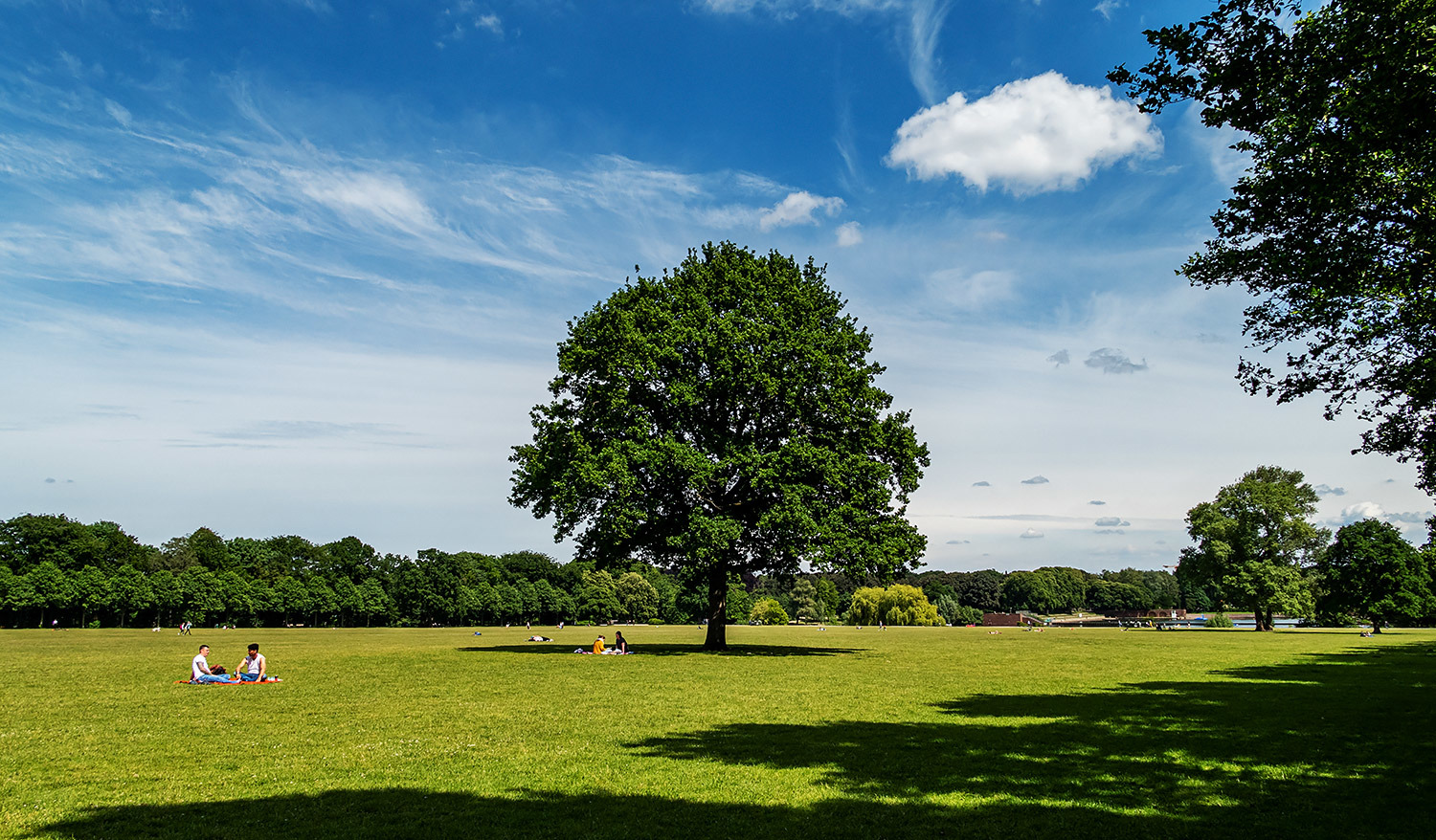 Liegewiese im Stadtpark