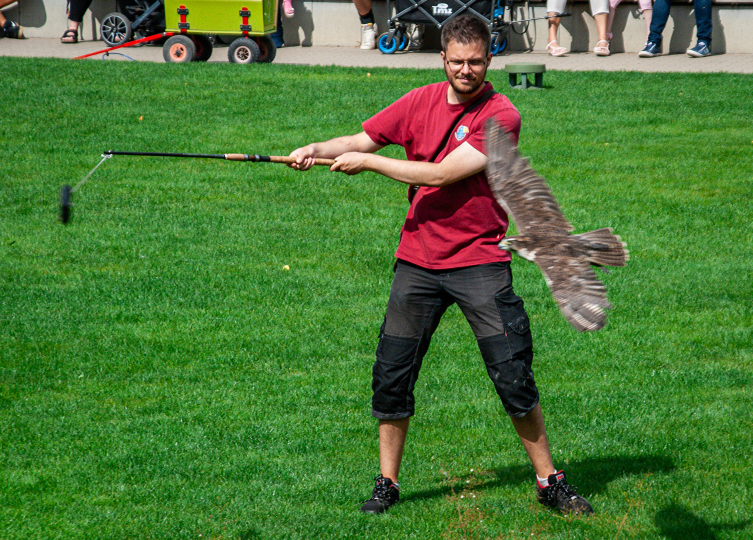 Flugshow im Vogelpark Marlow